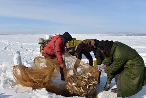 『拨杆洞』北方沿袭至今的“冬捕”那时候鲤鱼是最贵的鱼,2毛4一斤