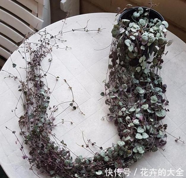  「小瀑布」阳台空荡不知道养啥？学会垂盆5种多肉，个个长成''小瀑布''