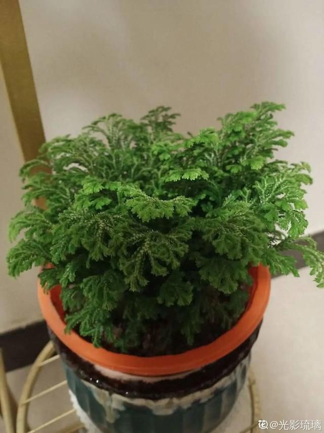  『懒人』“折腾不死”的10种花，咋养都爆盆，懒人最适合！