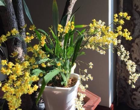  『轻盈』此花，花茎轻盈下垂，花朵奇异可爱。