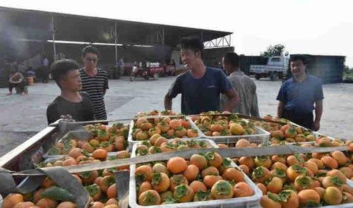  [收购]收购商“3毛钱一斤卖吗，不卖你去倒掉吧”