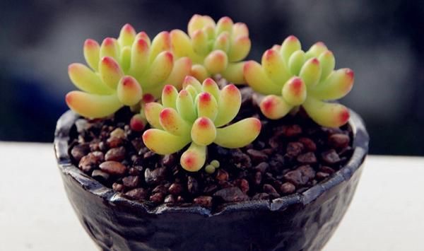  「几天浇一」想养果冻色植物就养它，叶色翠绿至粉红，很可爱，注意要少浇水哟