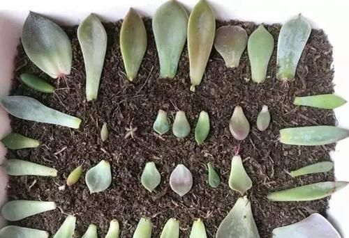  环境通风@多肉叶插我一次都不成功，多肉叶插怎样提高出芽生根率？