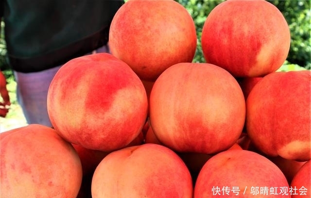  果实@农民种植一种果树，果实秋季成熟，20棵收入30000元！