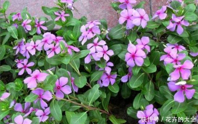  春天|春天阳台栽3种花，开花一茬接一茬，长期有花赏