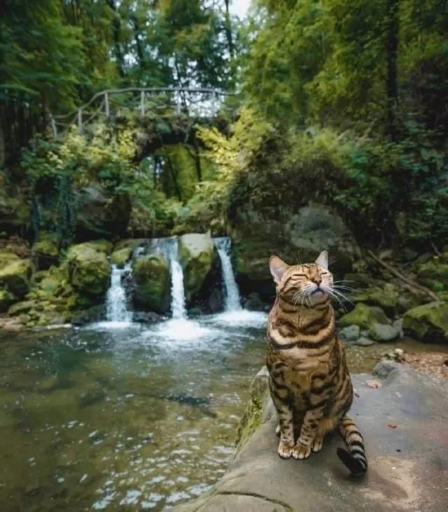 这只猫很喜欢旅游，每次跟着主人旅行都会很兴奋，沉浸在大自然中