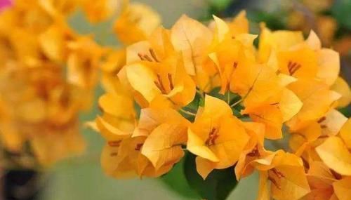  「三角梅」喜欢三角梅，不如养盆“精品”柠檬黄三角梅，金光灿灿，清新优雅