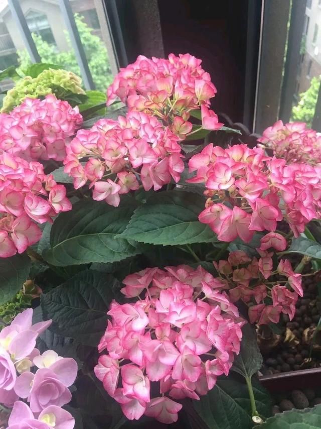 「球老师爱吃薄荷冰淇」封闭阳台养花,防盗窗有大用,1平米也能变花园!