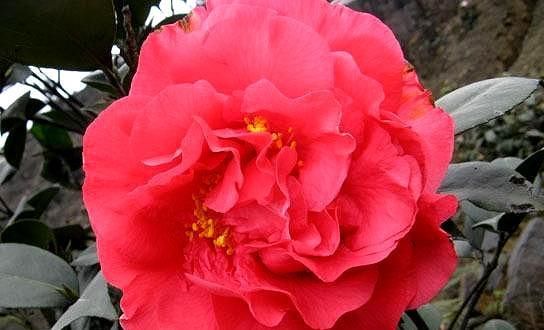  甲醛|最香的盆栽茶花品种，花开浓香，花色艳丽，而且还能够吸收甲醛