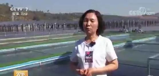  「鱼塘」一天打鱼5万斤！这片光伏鱼塘，养殖量是普通鱼塘的十倍