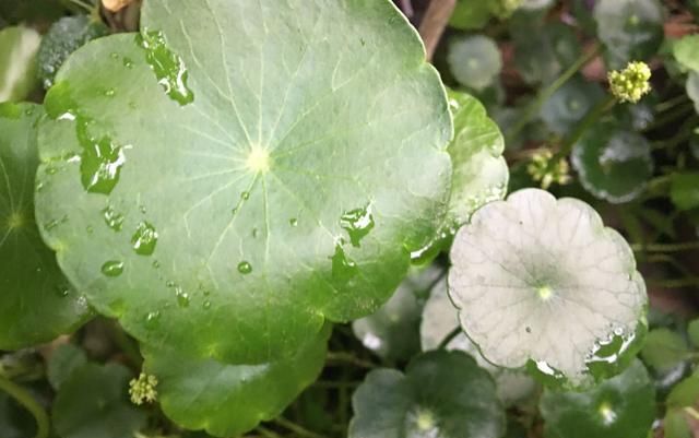  「寓意」寓意好的铜钱草开花后怎么办?就这几点会让“它”叶片油绿爆盆!