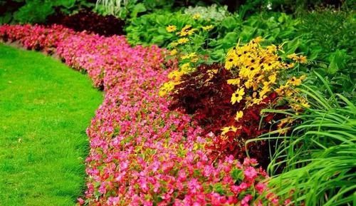  『家里』保持植物健康的5种高效方法，促进家里的花卉孕育花朵