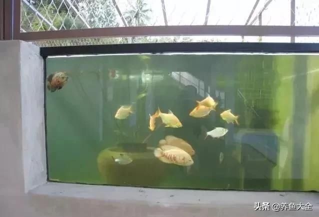  「漂亮」这么漂亮的龙池，竟然用3个垃圾桶做过滤？