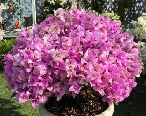  『观赏价值』养好三角梅不难，掌握“3个技巧”，花开不断，只见花朵不见叶！