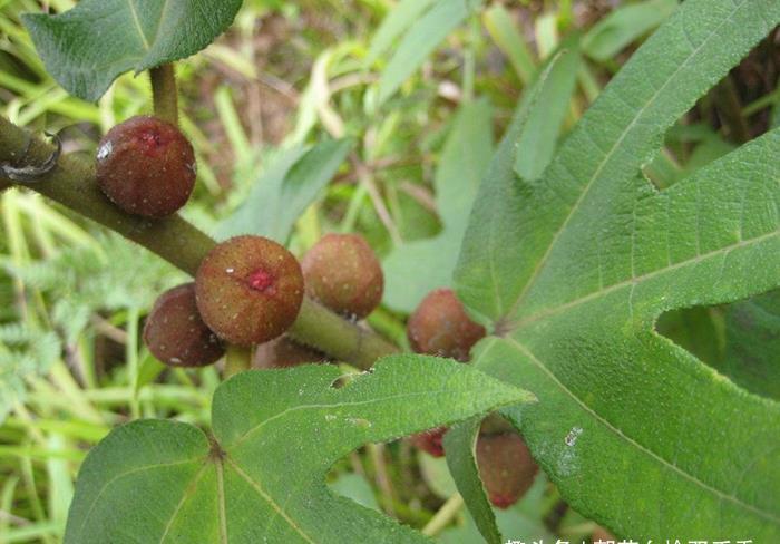  【果实】这种植物叶子似手掌，果实如毛桃，根茎煮汤喝能止咳，目前很珍贵