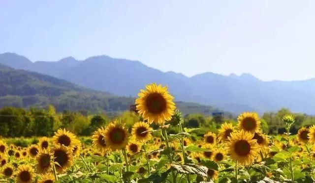 黄金九月楼观的花海开啦！赏花海、品花宴，全都不能错过！