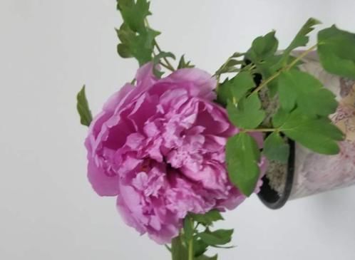 『区别』牡丹花和芍药花的区别在哪里?如何区分?