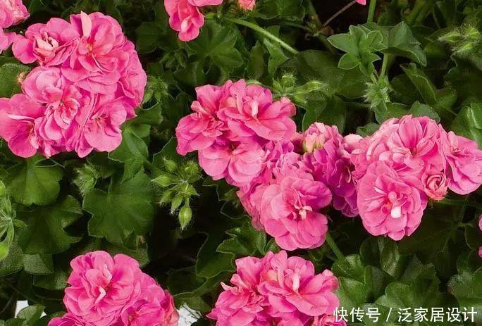  每种■110种天竺葵，每种都超美，看看你认识多少种？