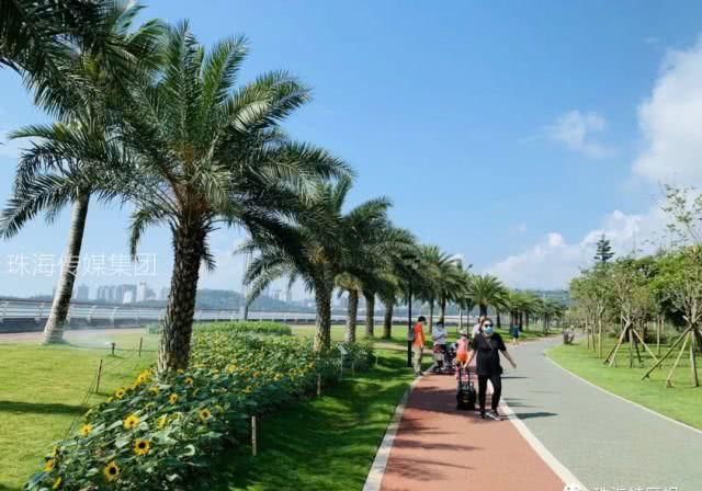  公园的向：超罕见白色、黑色向日葵！8千㎡花海！就藏在珠海市区！