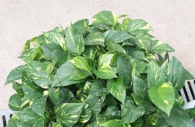  不难■花叶绿萝不难养，用上这3个“攻略”，疯窜个不停！