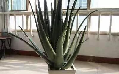  「植物」4种花“叶子肥”还耐旱,客厅养一盆30天不浇水,长得越来越旺