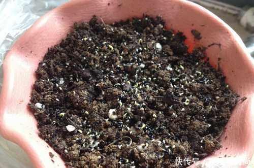 『花钱买』还在花钱买盆栽用半个火龙果,就可以种出这么漂亮的盆栽绿植!
