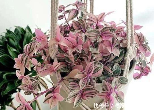 越养越■吊兰中的网红“油画婚礼”,颜值高,又好养,越养越喜欢