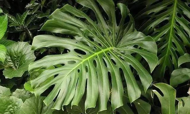 爱爆|这6种耐阴花,养了不上当,放在角落当摆设,蹭蹭爱爆盆