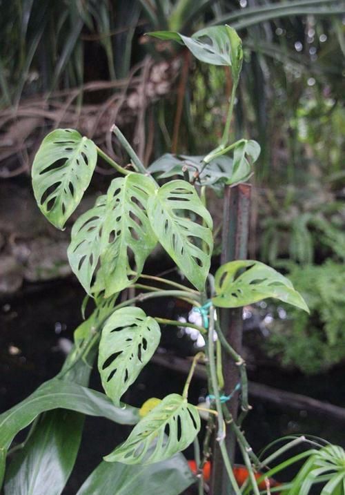  上图为■蔓绿绒观叶植物里的大家族，叶子颜色形态各异，我家就养了几种