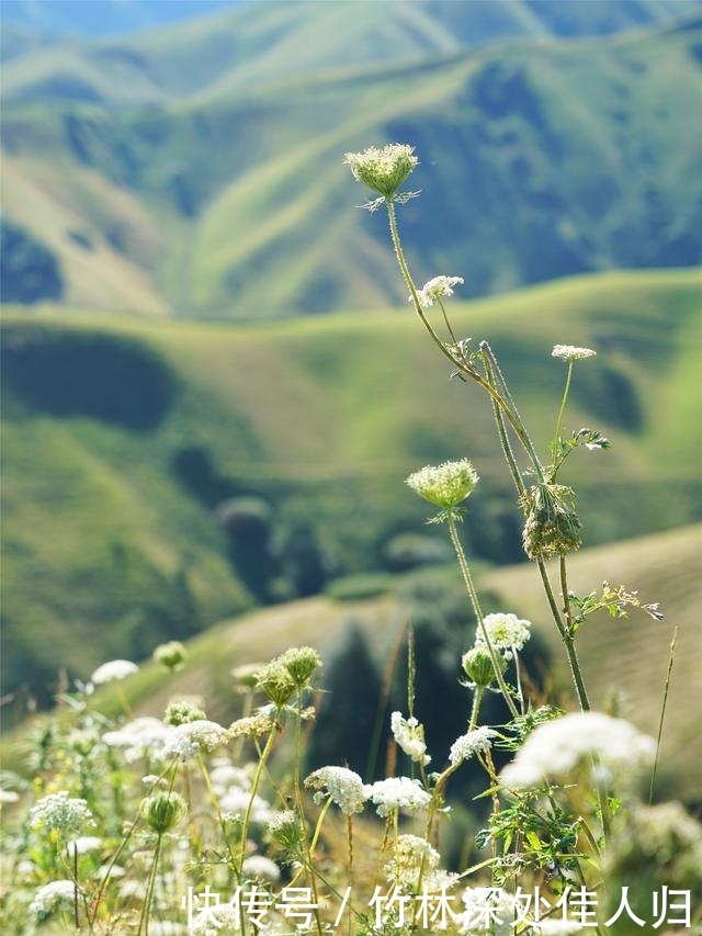 跟着哈萨克族牧民上山打草，体验哈萨克族生活，感受新疆秋季魅力