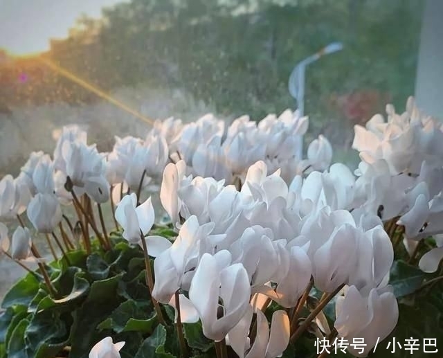  天使■喜欢白色？这五种“洁白花”不可错过，美如雪中天使