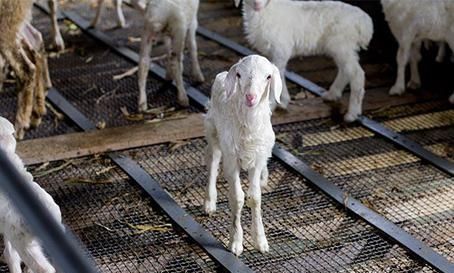  「湖羊」养殖湖羊，这几点要注意