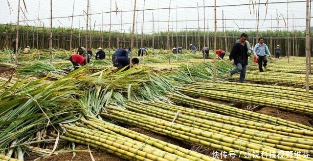  [蔗农]广西今年榨季开始实行甘蔗收购市场价格，对蔗农有什么影