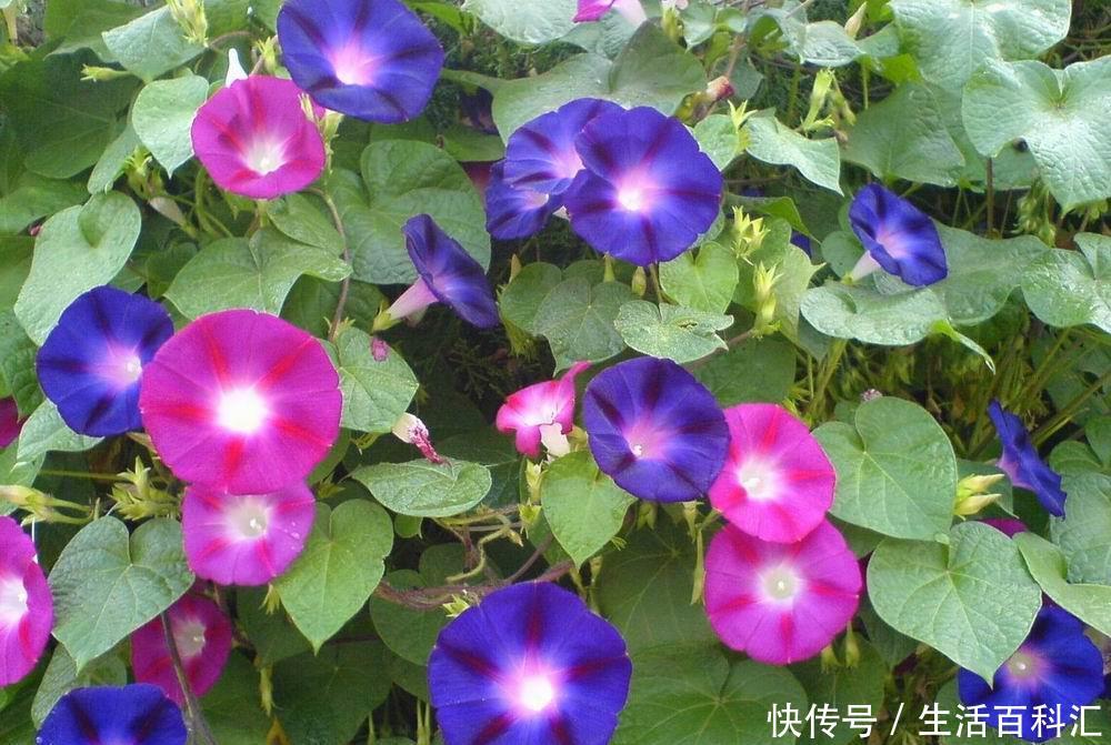 『夏季』夏季喜欢在家中养护花卉,就选择3种花卉,花色艳丽,花期长