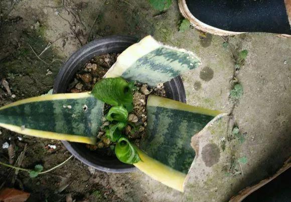 【发芽】5种花太贵,别花“冤枉钱”,剪片叶子丢盆里,20天生根发芽!