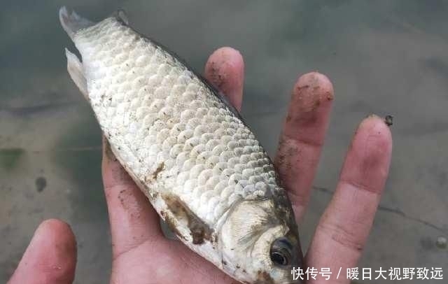 气温突降|近几日天气突变!水温降、产卵停,重返大鲫、大鲤垂钓黄金期