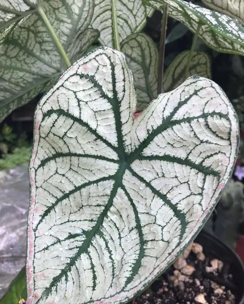  【环境下】不想家里养的植物看着太单调，养一盆五彩芋就会能改变