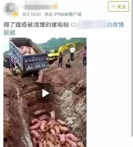 网传河北多人感染猪病毒死亡？近期猪肉不能吃了？假的！