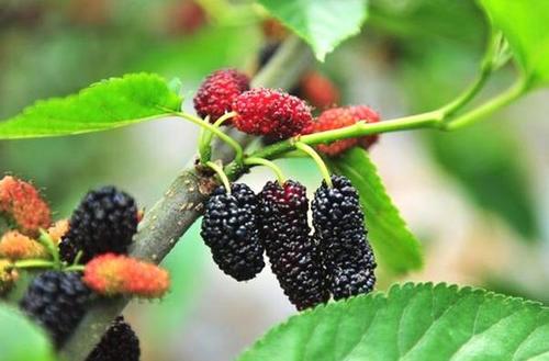 一种长在树上的天然“胰岛素”，刮下来泡水喝，血糖蹭蹭往下降