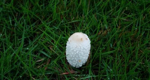  「鸡腿」草地上这种野生物，当前极为珍贵，您家若有，请别轻视