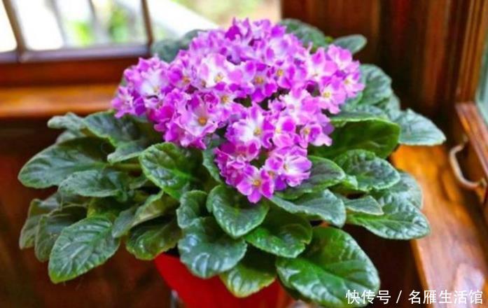  『扦插』现在“种下”5种花，只需1片叶子，秋冬开满阳台，开花一茬接一茬