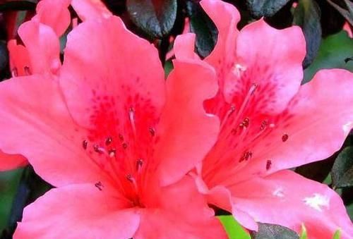 #玫瑰#喜欢玫瑰,不如养盆“珍稀名菊”墨菊,花色如墨,冷酷高贵,真美