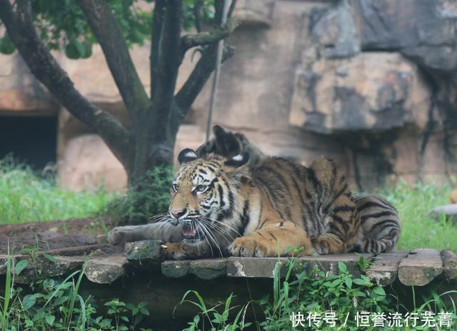  『提醒』提醒！长沙生态动物园运营时间今日起调整