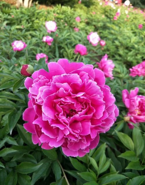 国色天香:此花国色天香,富贵吉祥,花大色艳,值得养护欣赏