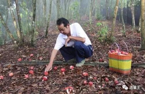 农村大山林里的红色蘑菇，售价几百块钱一斤，你们有没有看过
