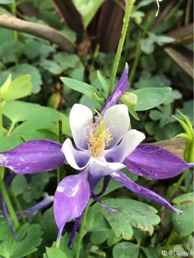 长达:这花名字土掉渣,开花却特美,花期长达3个月