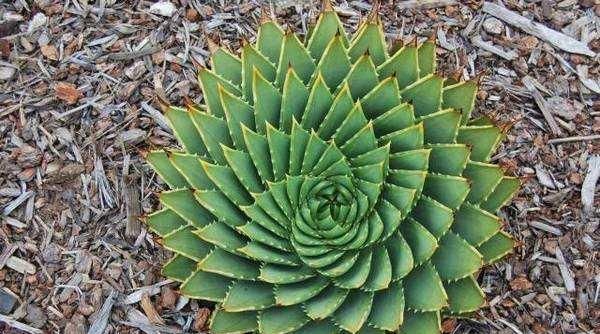  螺旋芦荟■这4种“高贵”花，每个价值都过完，1个月工资都买不起，你有吗？
