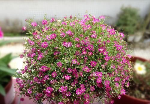  『种植』“吉普赛”花量超多，易爆盆，花色美丽，种植容易，盆栽养花选它