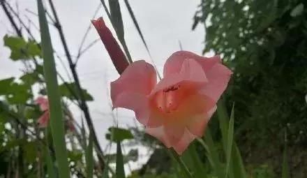  「最适合」盆栽浇水就死，试试这些“喜水”植物，再也不用担心浇花浇死了