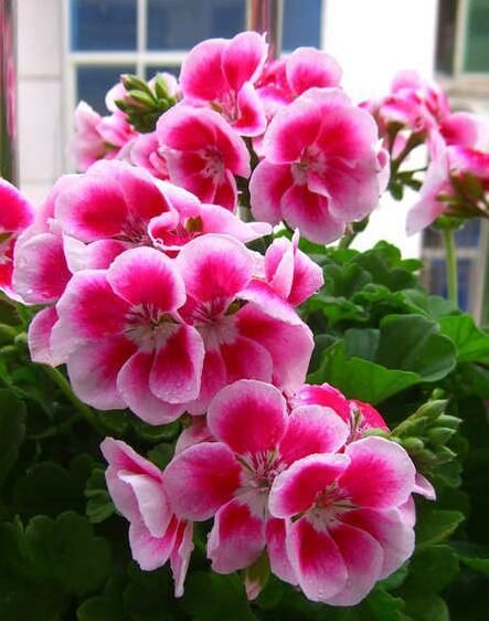  「技巧」掌握花卉生长技巧，养护什么花花都能长势茂盛，花开不断